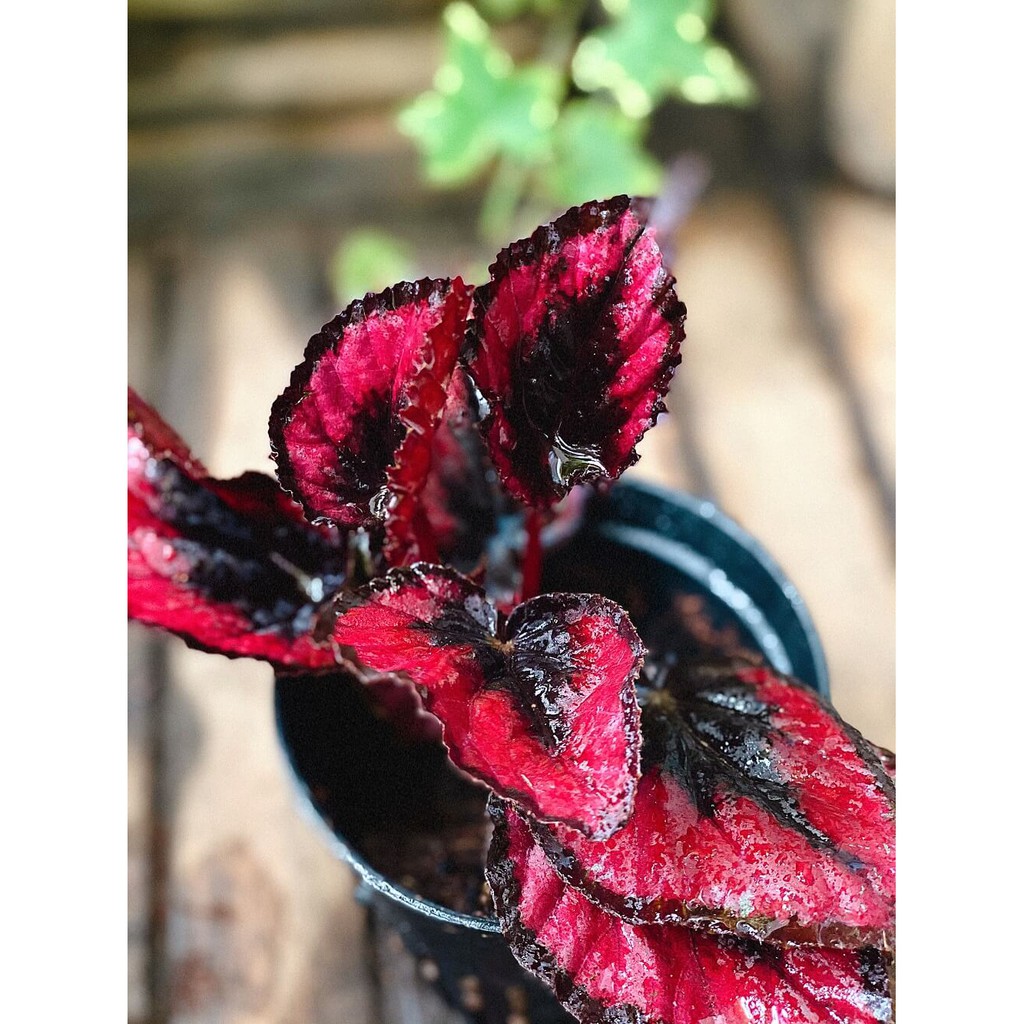 Chậu cây Begonia rex Red Kiss (Thu Hải Đường Nụ Hôn Đỏ) chậu nhựa