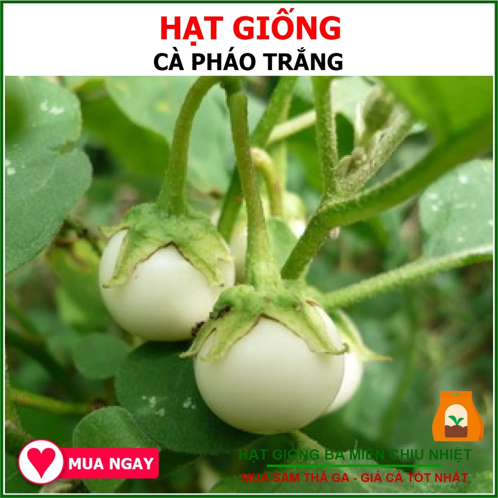 Hạt Giống Cà Pháo Trắng Tiểu Tuyết - Trang Nông 1gram