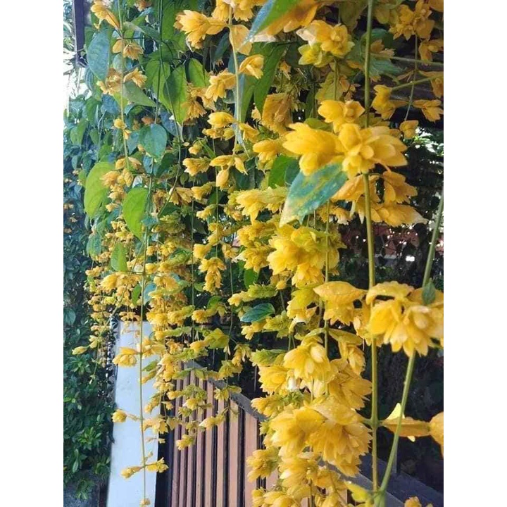 Hoa lan hoàng dương  cao 60cm, cây đang hoa, hoa quanh năm, cây leo nhanh, ưa nắng