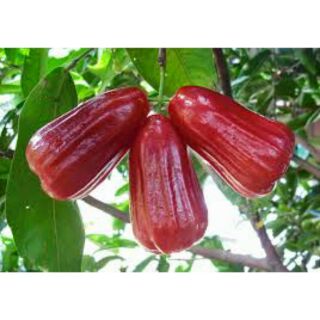 Cây giống roi đỏ An Phước