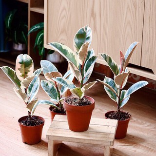 CÂY ĐA BÚP ĐỎ CẨM THẠCH