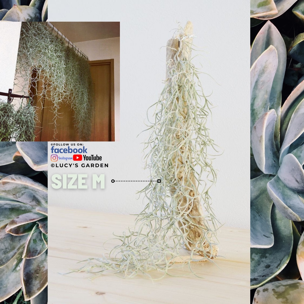 Cây Không Khí Tóc Tiên | Tillandsia Usneoides