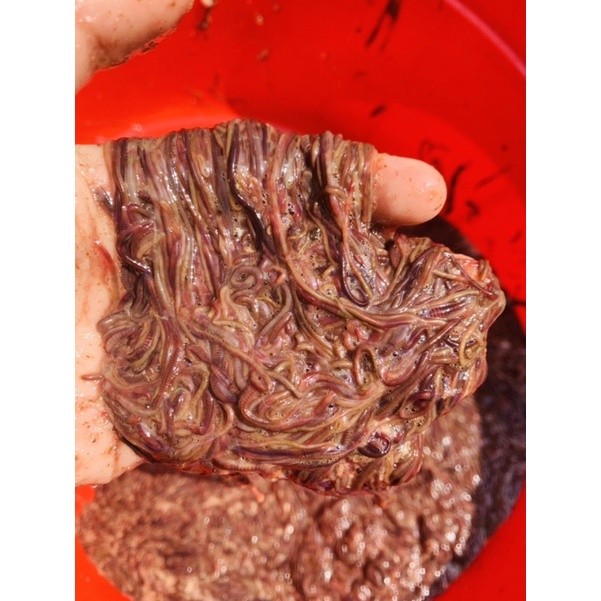 Cám Chòe Mi Khướu BIRDFOODS