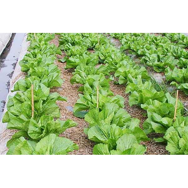 Hạt giống Cải bẹ Đông Dư, cải bẹ dưa 20gr