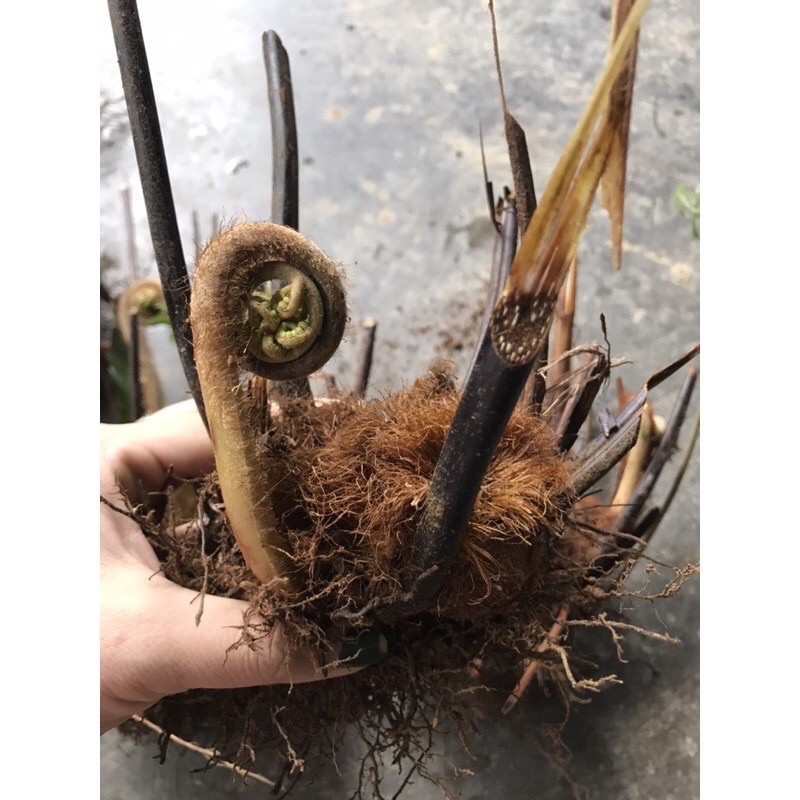 🍀HÀNG ĐẸP🍀Dương xỉ culi chơi cảnh