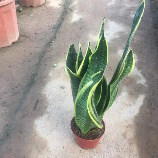 Cây lưỡi hổ