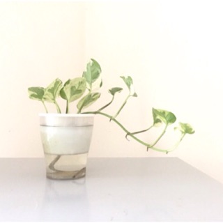 [chỉ ship hỏa tốc Hà Nội] Cây trầu bà N-joy, trầu bà sữa, trầu bà cẩm thạch trồng thuỷ sinh