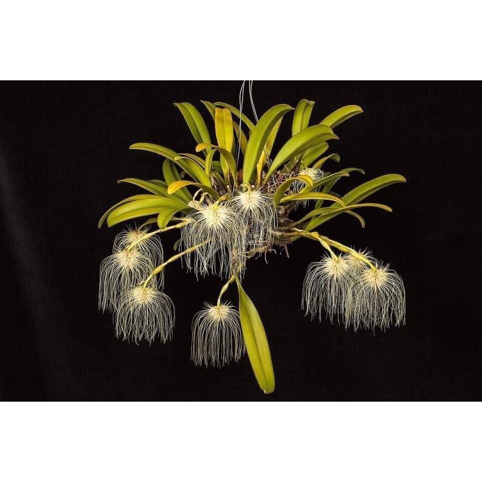 Hoa Lan râu tiên HOA TẾT