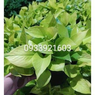 Trầu bà thái vàng, Trầu bà leo cột, trầu bà thủy sinh tặng phân bón