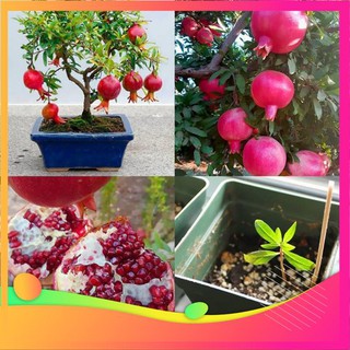 Hạt Giống Lựu Lùn - 5 Hạt VIETGAR