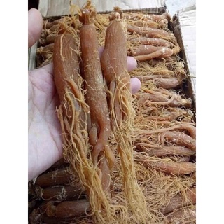 100gr Nhân sâm bồi bổ cơ thể (1 Lạng 4-5 củ)