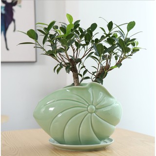 Chậu gốm trồng cây lá sen trang trí TH027