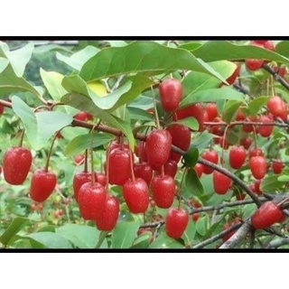 Cây giống nhót ngọt cherry siêu sớm