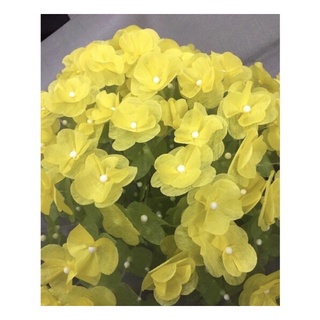 Hoa giay lua bộ lớn