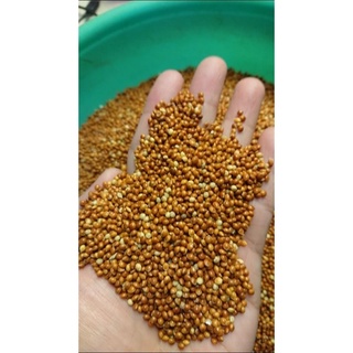 Kê bóng đỏ hạt to,hạt nhỏ dành cho chim vẹt gói chiết lẻ 1kg