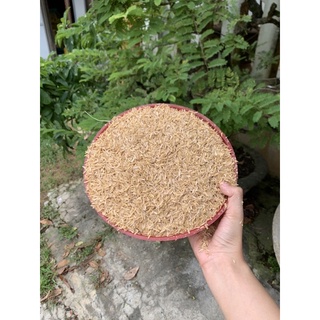 Võ trấu dùng bón cây