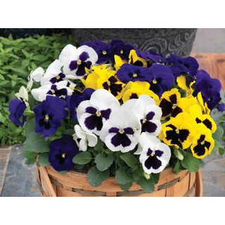 HẠT GIỐNG HOA PANSY-viola