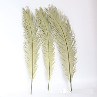 Lá Vạn Tuế khô tự nhiên Trang trí Decor