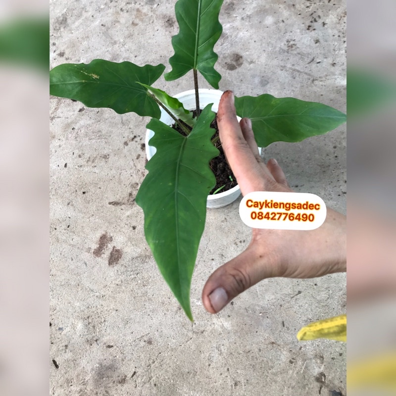 caykiengsadec - Cây alocasia môn thiên đường - tặng phân bón - trang trí nội thất cảnh quan sân vườn ngoài trời