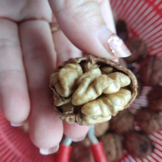 Combo 2kg óc chó nếp rừng( tặng 1 kìm tách vỏ)