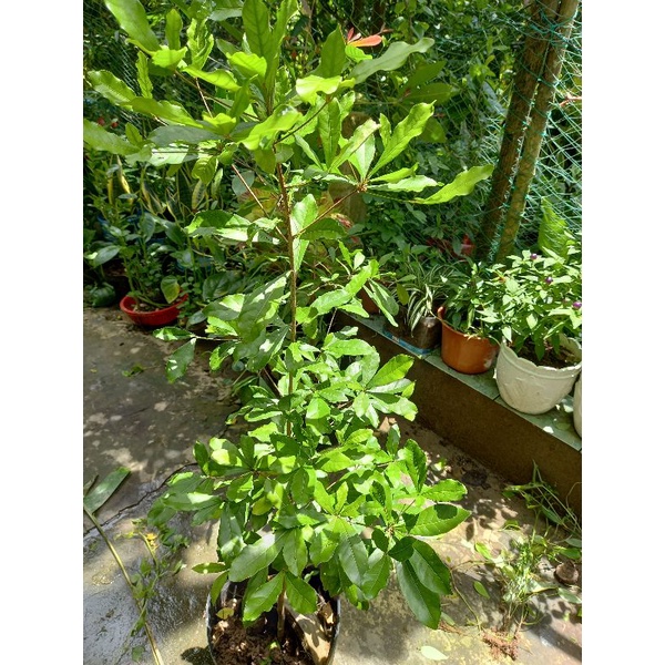 CÂY THẦN KÌ CAO 1M3 ĐẾN 1M5