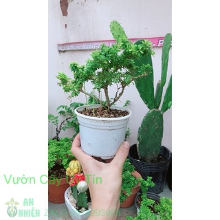 Linh sam hạt gạo