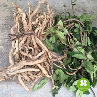 Sâm xuyên đá (1kg) - TD166