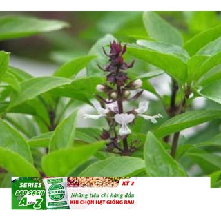 Gói 100 Hạt Giống Húng Quế (Ocimum basilicum