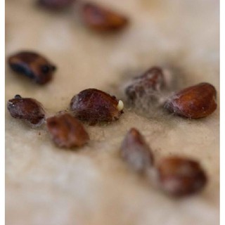 20 Hạt giống hoa hồng trắng (Kèm kích thích hạt nảy mầm)