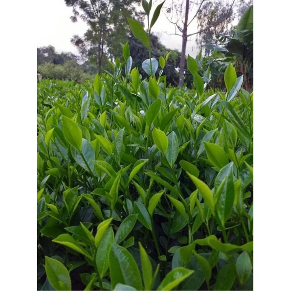 Trà đinh loại đặc biệt  1kg