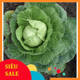 1g Hạt giống Bắp cải xanh (tặng gói Kích nẩy mầm và Hướng dẫn)