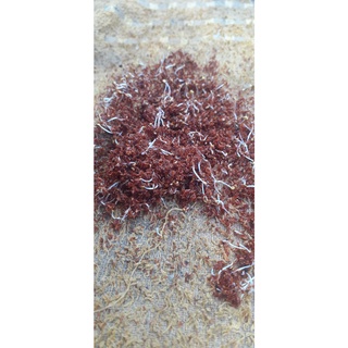 50 gram hạt giống bạch đàn trắng