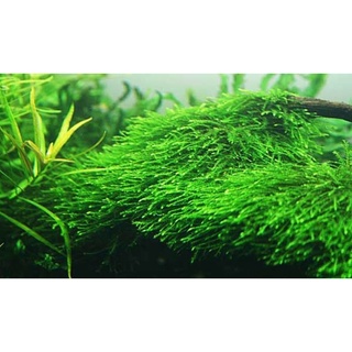 RÊU JAVA LÀM TÁN BONSAI TRANG TRÍ THUỶ SINH