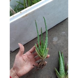 combo 5 cây nha đam (thái hoặc mỹ)