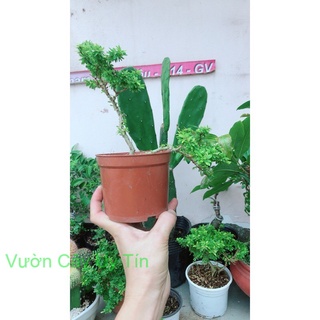 Linh Sam Hạt Gạo