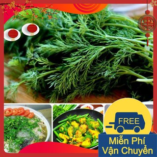 Combo 3 Gói Hạt Giống Thì Là Bốn Mùa