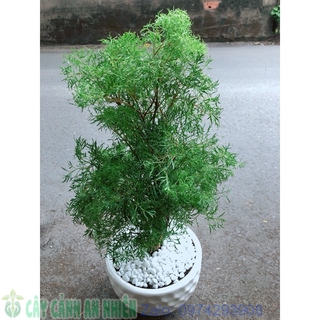 Chậu cây đinh lăng lá nhỏ