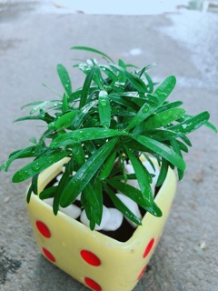 Chậu Cây Tùng Vạn Niên