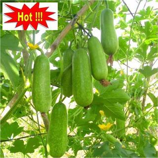 Hạt giống Bí đao lai