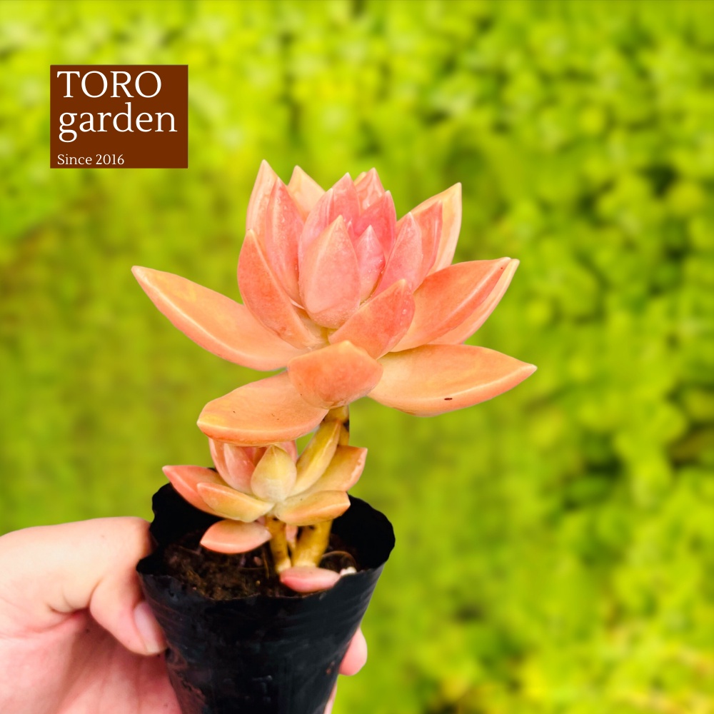 Sen đá đá đỏ cổ thụ Đà Lạt size bé cây cảnh trang trí nhà cửa Toro garden