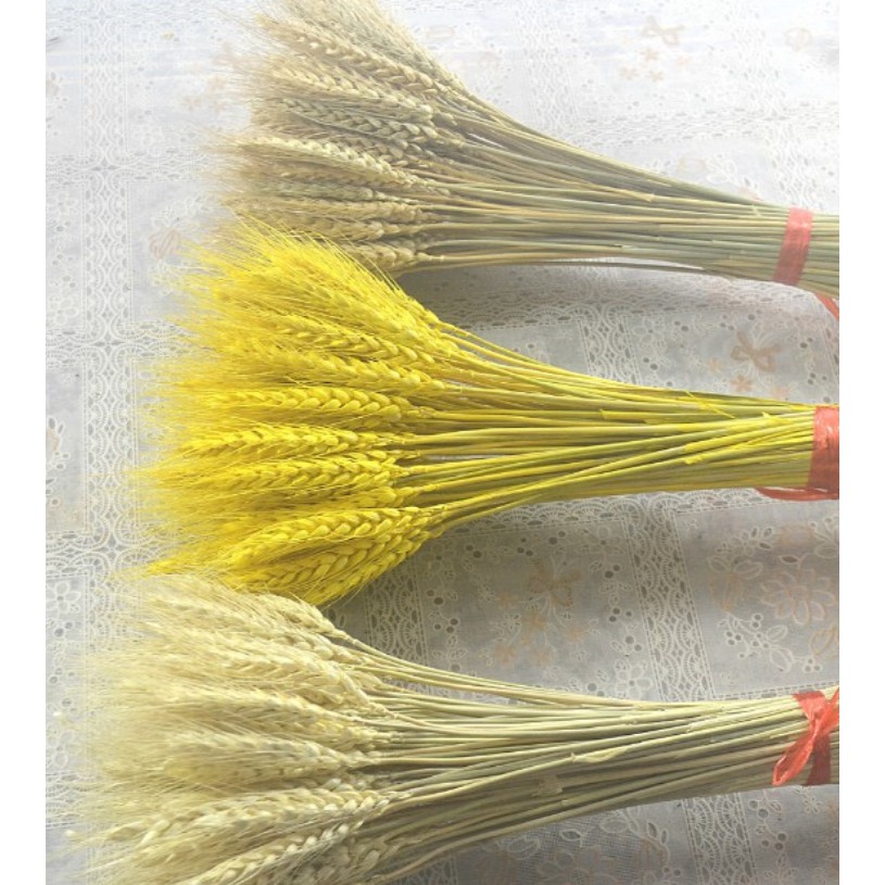 5 hoa lúa mạch khô màu vàng trang trí ( đọc kỹ thông tin sản phẩm )