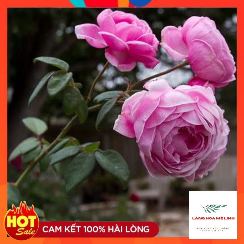 Hoa hồng ngoại Bishop’s Castle rose [🏵️SIÊU THƠM🏵️] – Loài hoa được ưa chuộng nhất thị trường, bông hoa có màu hồng phấn