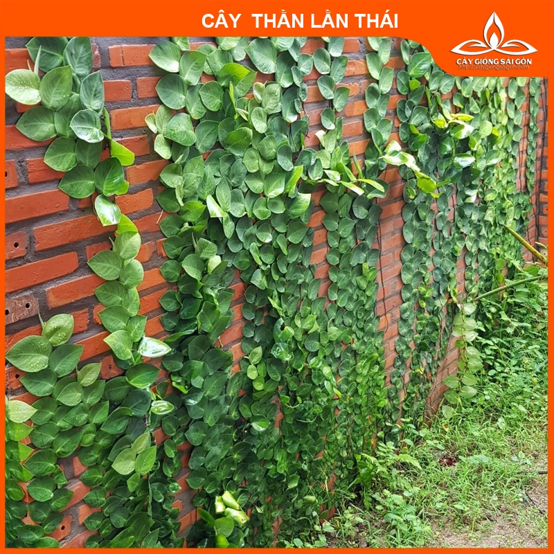 Cây thằn lằn thái