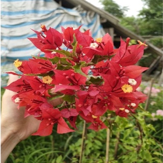 Cây Hoa Giấy Đỏ Lửa - cây cảnh để bàn - caykiengsadec