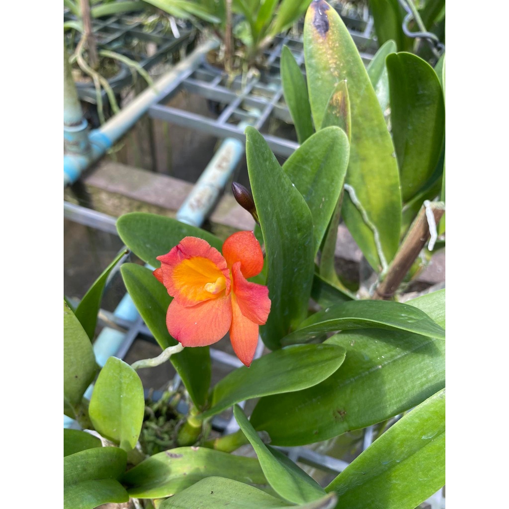 Lan Cattleya Bông Trắng Mini