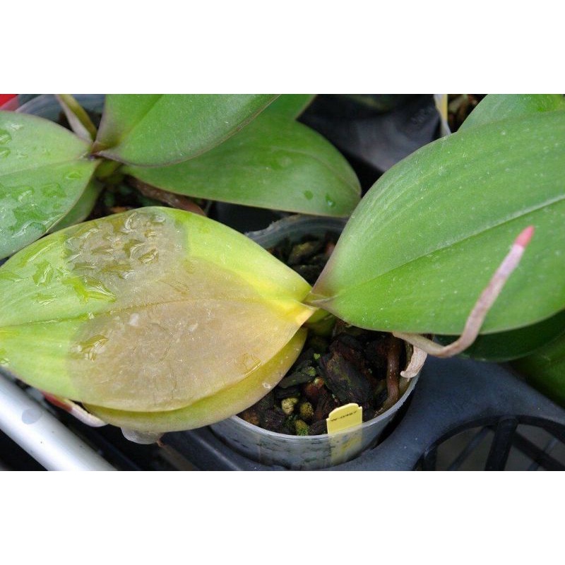 siêu trị thối nhũng kinkin bul