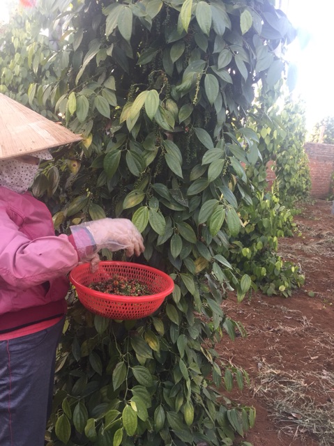 Hạt tiêu đen nguyên hạt gia vị nấu ăn hương  thơm cay món ngon không thể thiếu 300g