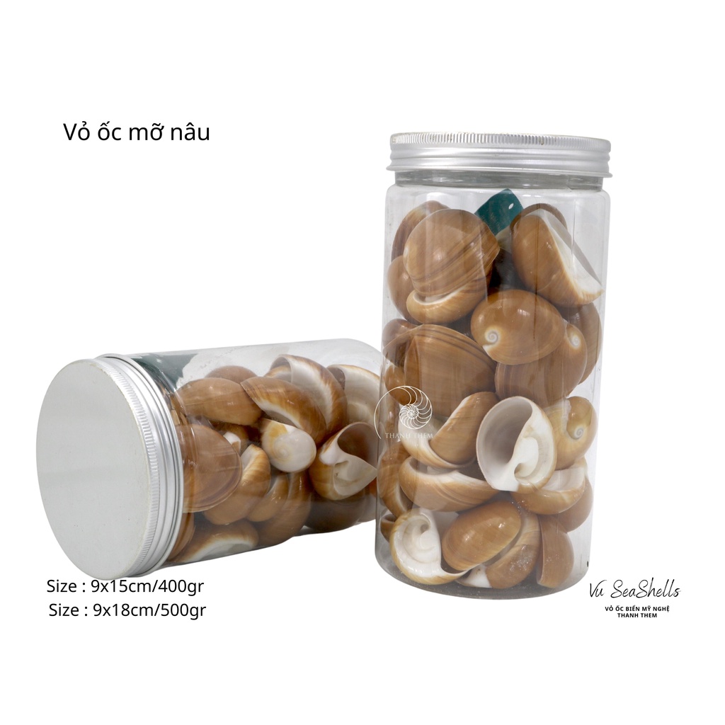 Vỏ Ốc Biển - Hủ Vỏ Ốc Mỡ Nâu - Dùng Trong Trang Trí - Decor Chụp Ảnh