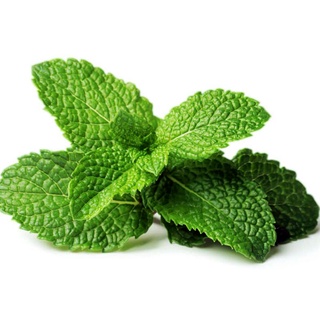 Rau Húng Lủi RADO 931 (Húng bạc hà) gói 0.2g