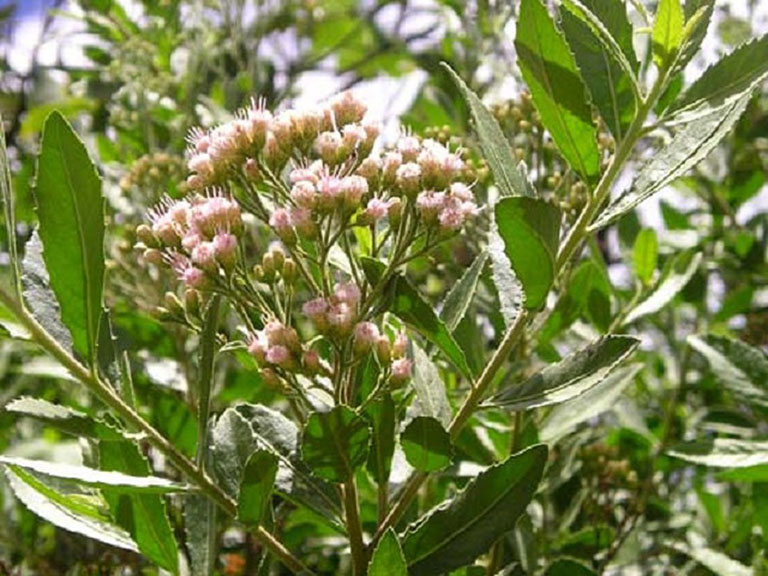 CHUẨN CÂY CÚC TẦN - BẦU CÂY GIỐNG